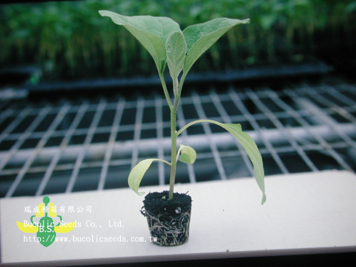 N瑞成茄子砧木 A108